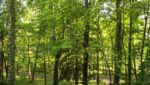 trees_spring_summer_wycombe_home