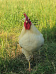 chicken-1_photo-credit-Lynne-Goldman