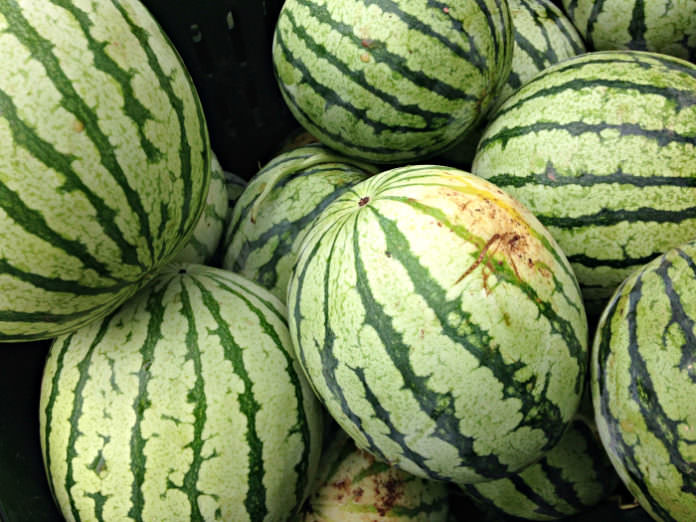 Watermelon from Blooming Glen Farm; photo credit Lynne Goldman