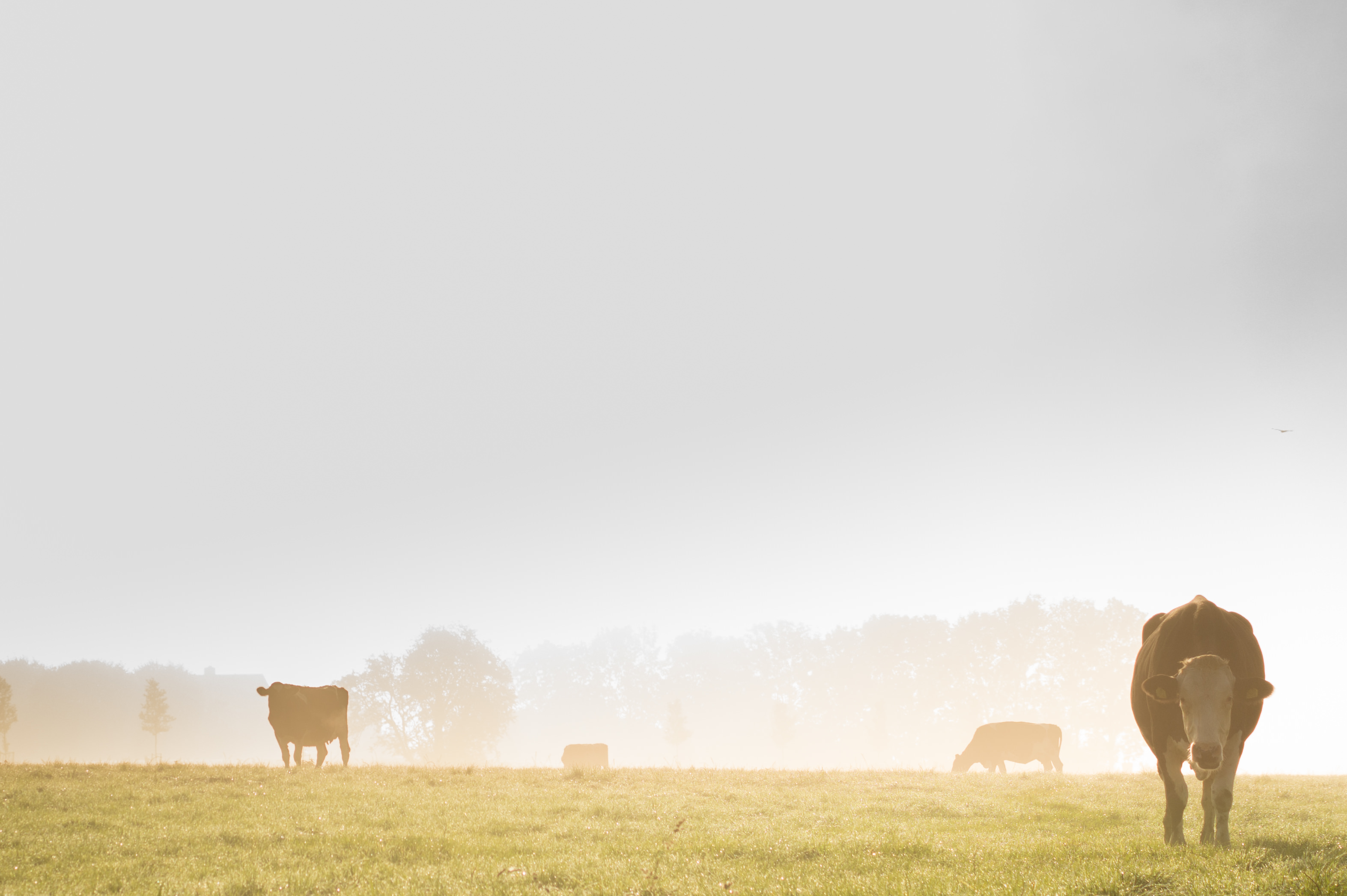 Landscape photo of fog and cows in the meadow, Pexels Photo Credit 