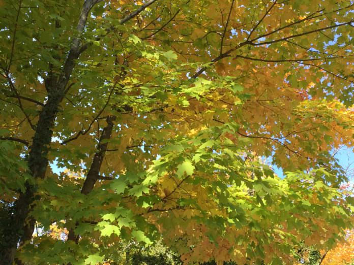 Fall leaves; photo credit Lynne Goldman