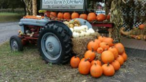 Halloween at Tabora Farms