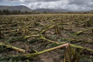 Plaintain trees flattened in PR_Credit Victor J. Blue for The New York Times