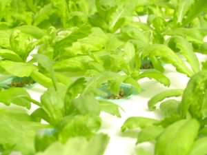 Hydroponic lettuce