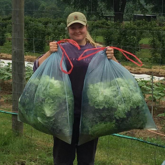 Becca at Tinicum CSA Farm holds lettuce for Rolling Harvest Food Rescue; photo credit Tinicum CSA