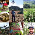 Sugar cane plantation collage_Pierres