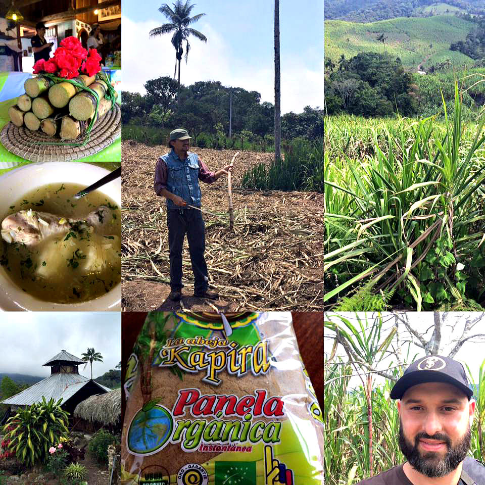 Organic sugar cane plantation in Pacto. Photo courtesy Pierre's Chocolates