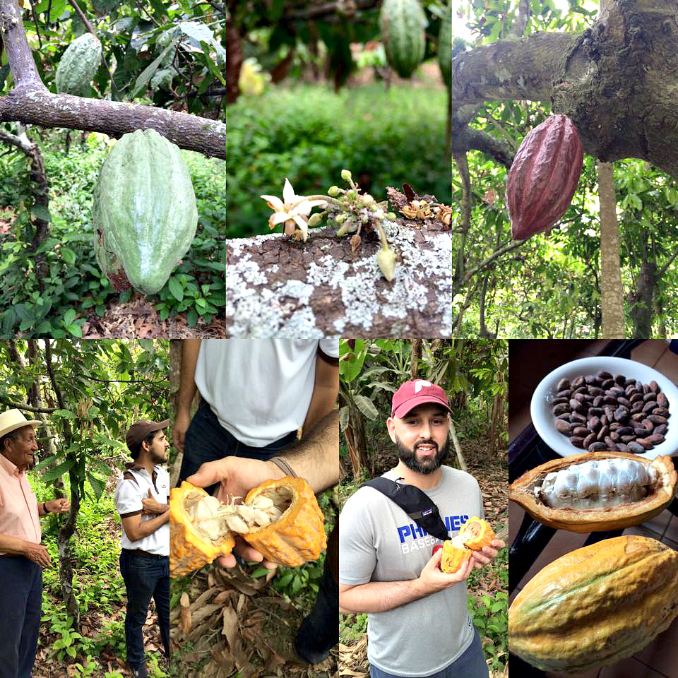 Cacao bean farm, Peru. Photo courtesy Pierre's Chocolates