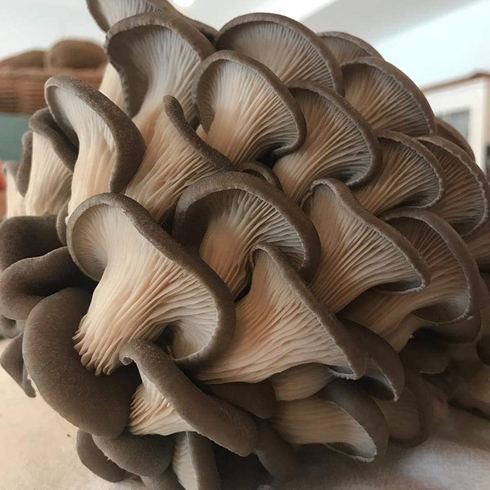 Oyster Mushrooms 