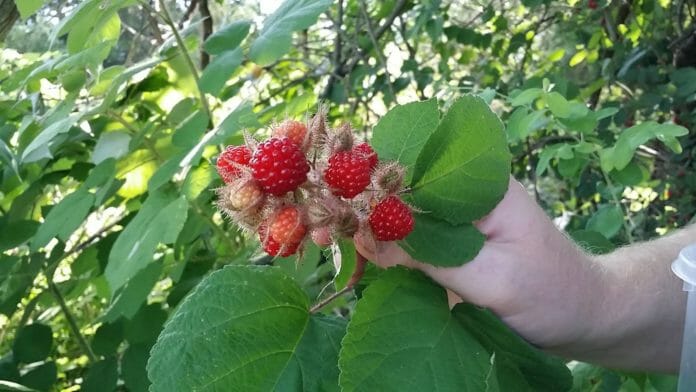 Backyard Fruit