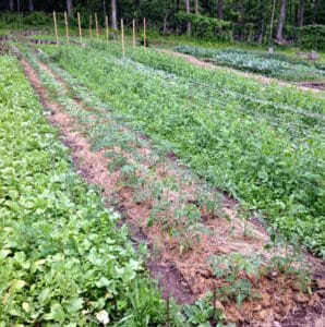 Locktown Farm field permaculture