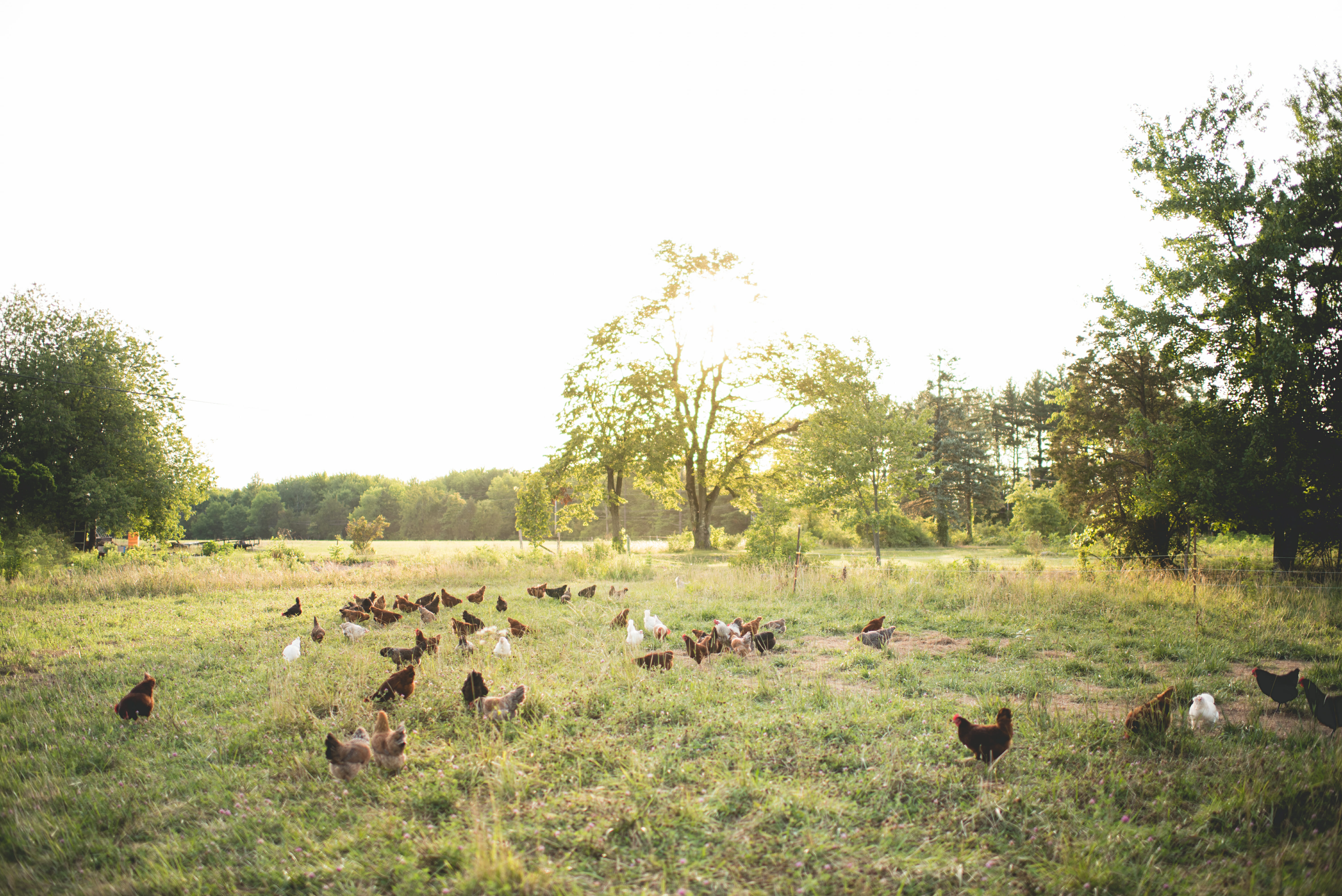 CSA, Hershberger Heritage Farm 